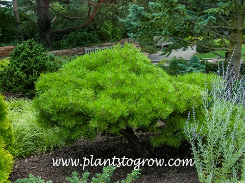 'Low Glow' Japanese Red Pine (Pinus densiflora)
(July)